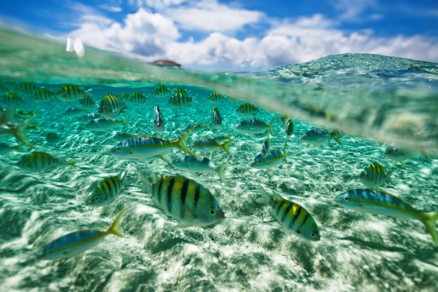 Paradise Island & The Mangroves